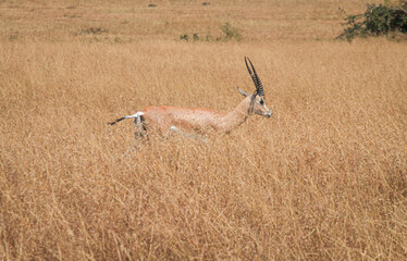 Graceful giraffes, powerful elephants, swift gazelles, and herds of wildebeest thrive in Masai Mara's vast, sun-drenched plains