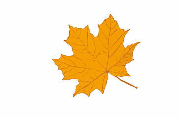 autumn maple leaf