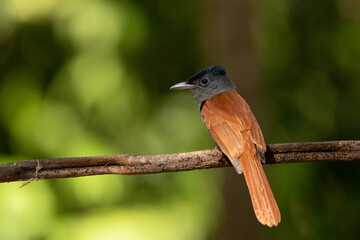 Blyth's Paradise-flycatcher  standing on branch of tree,