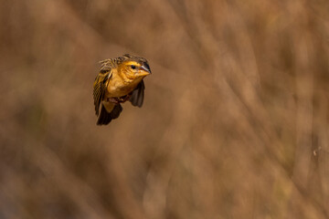Baya Weaver bird in the rain forest