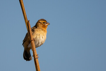 Baya Weaver bird in the rain forest