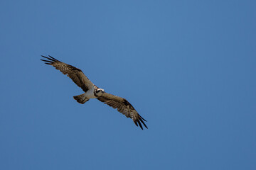 The Osprey hunt the fish in nature of Thailand