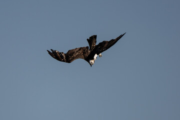 The Osprey hunt the fish in nature of Thailand