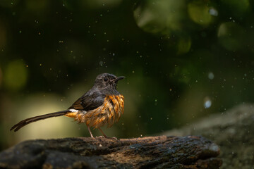 Orange headed Thrush  stand in the rain forest