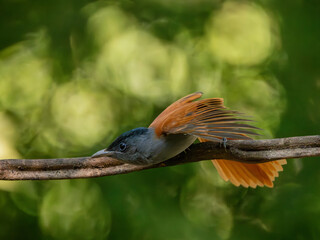 Blyth's Paradise-flycatcher  standing on branch of tree,