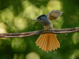 Blyth's Paradise-flycatcher  standing on branch of tree,