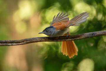 Blyth's Paradise-flycatcher  standing on branch of tree,