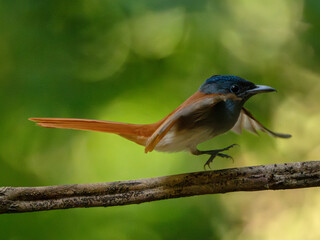 Blyth's Paradise-flycatcher  standing on branch of tree,