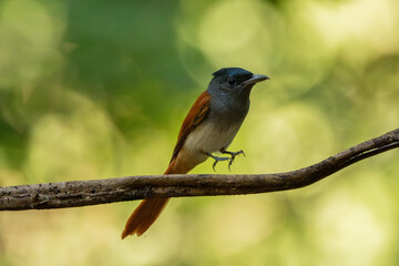 Blyth's Paradise-flycatcher  standing on branch of tree,