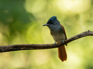 Blyth's Paradise-flycatcher  standing on branch of tree,