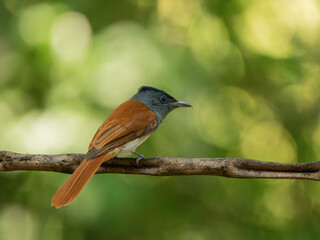 Blyth's Paradise-flycatcher  standing on branch of tree,