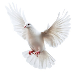 Fototapeta premium Majestic white dove in flight serene nature setting wildlife photography soft background inspirational concept