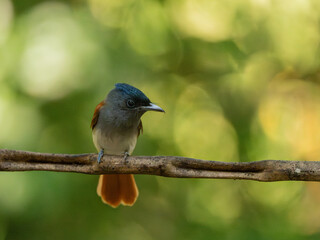 Blyth's Paradise-flycatcher  standing on branch of tree,