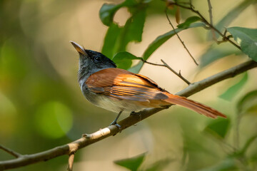 Blyth's Paradise-flycatcher  standing on branch of tree,
