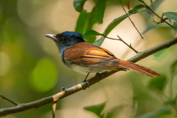 Blyth's Paradise-flycatcher  standing on branch of tree,