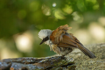 White-crested Laughing Thrush in the rain forest