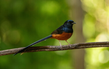 Orange headed Thrush  stand in the rain forest