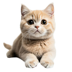 Obraz premium Playful kitten posing adorably in home setting cute animal portrait warm indoor environment