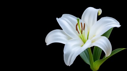 A close-up of a white lily flower against a black background.