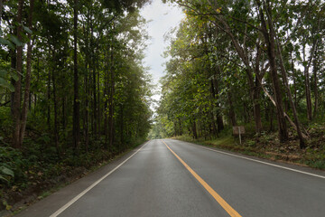 Paved road stretches straight through a dense forest. Tall trees line both sides of the road creating a tunnel like effect. Overcast sky.