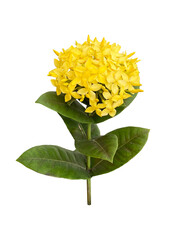 yellow Ixora coccinea flower also known as geranium, flame of the woods or jungle flame. isolated on transparent background
