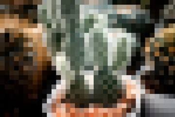 A close up of a plant in a pot. The image is pixelated and blurry. The plant is green and he is a cactus