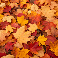 Closeup of vibrant autumn leaves with blurred background