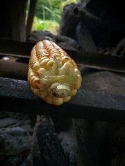 Fototapeta premium Close-up photo of grilled corn in a traditional hut