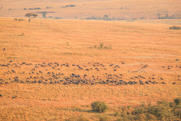 The Great WildeBeest Migration from the Hot Air Balloon Maasai Mara, Kenya: Against the backdrop of...