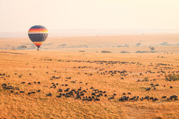 The Great WildeBeest Migration from the Hot Air Balloon Maasai Mara, Kenya: Against the backdrop of...