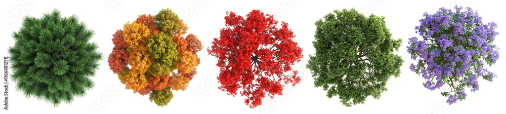 Poster png colorful tree top views, element set on transparent background