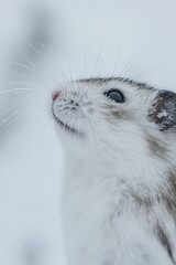 A close-up of a small, furry animal in a snowy environment, showcasing its curious expression.