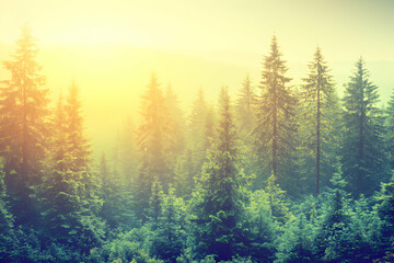 Misty sunrise illuminates a dense evergreen forest, showcasing tall pines and lush undergrowth in a serene, idyllic landscape.