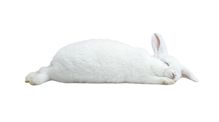 Sleeping white rabbit resting peacefully on soft surface