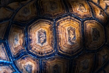 The image is of a turtle's shell, showing the intricate patterns and textures of the shell. The shell is brown and black, with a mix of light and dark areas. Scene is one of curiosity and wonder