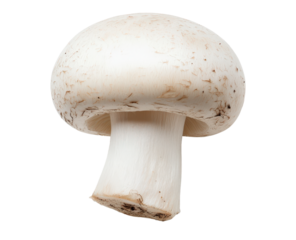Fresh white mushroom with smooth cap and stem