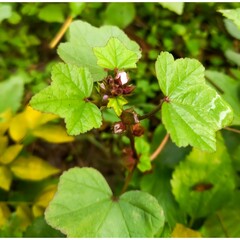 Marva parviflora flowers or Malvaceae herb