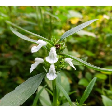 Thumba plant (Leucas aspera),is the herbal plant distributed in Bangladesh and india.