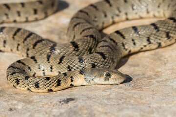 Algerian Whip Snake (Hemorrhois algirus) found in Malta, locally called Serp Ahdar