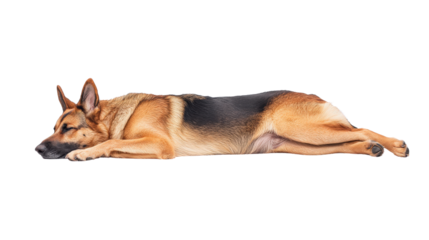 Sleeping dog in relaxed pose, peaceful and calm