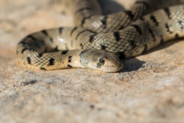 Algerian Whip Snake (Hemorrhois algirus) found in Malta, locally called Serp Ahdar