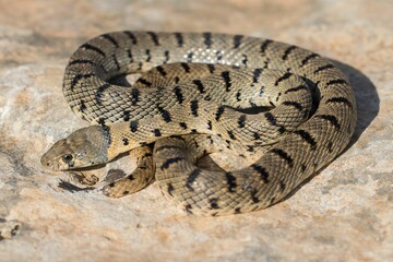 Algerian Whip Snake (Hemorrhois algirus) found in Malta, locally called Serp Ahdar