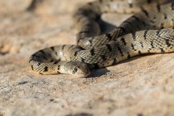 Algerian Whip Snake (Hemorrhois algirus) found in Malta, locally called Serp Ahdar