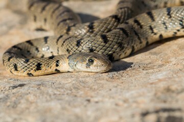 Algerian Whip Snake (Hemorrhois algirus) found in Malta, locally called Serp Ahdar