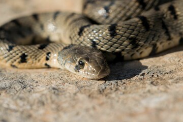 Fototapeta premium Algerian Whip Snake (Hemorrhois algirus) found in Malta, locally called Serp Ahdar