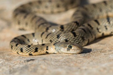 Algerian Whip Snake (Hemorrhois algirus) found in Malta, locally called Serp Ahdar