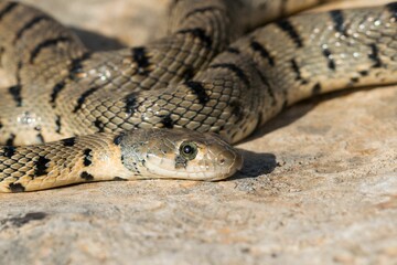Algerian Whip Snake (Hemorrhois algirus) found in Malta, locally called Serp Ahdar