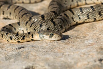 Algerian Whip Snake (Hemorrhois algirus) found in Malta, locally called Serp Ahdar
