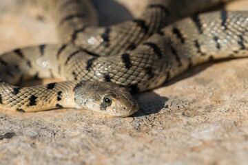 Algerian Whip Snake (Hemorrhois algirus) found in Malta, locally called Serp Ahdar