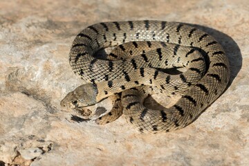 Fototapeta premium Algerian Whip Snake (Hemorrhois algirus) found in Malta, locally called Serp Ahdar